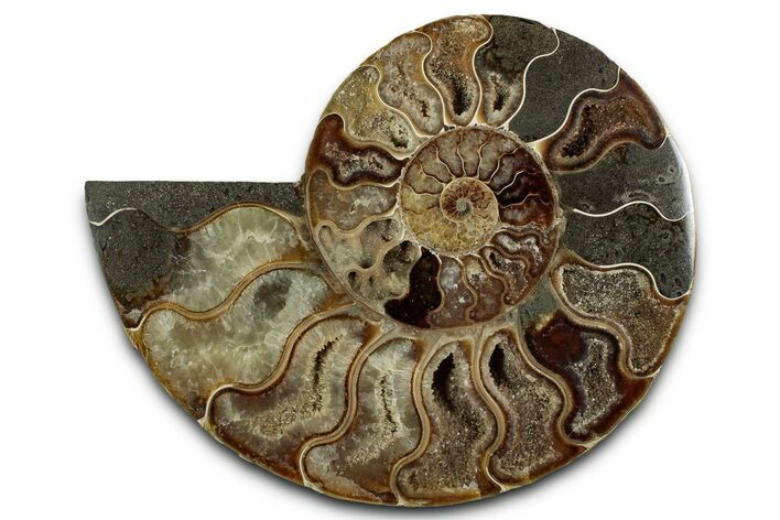 Cut & Polished Ammonite Fossil (Half) - Madagascar #336643